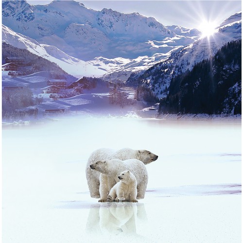 Polar