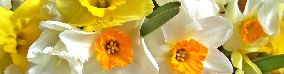 Flora