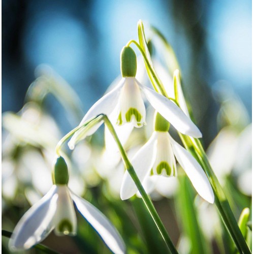 Snowdrops