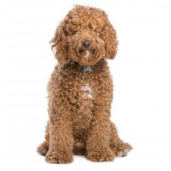 Labradoodle