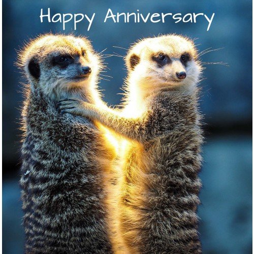 Meerley In Love