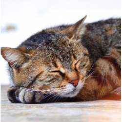 Cat Nap