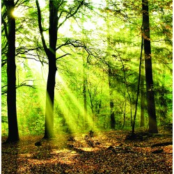 A Walk In The Woods