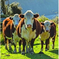 Herefords