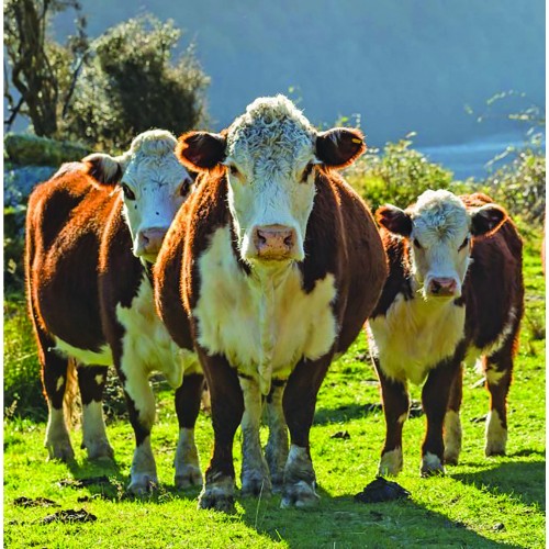Herefords