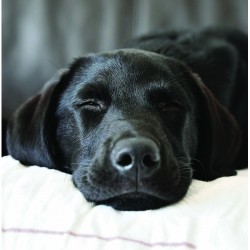 Dozing