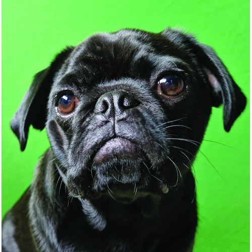 Black Pug