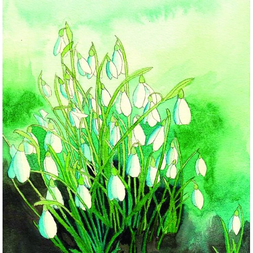Snowdrops
