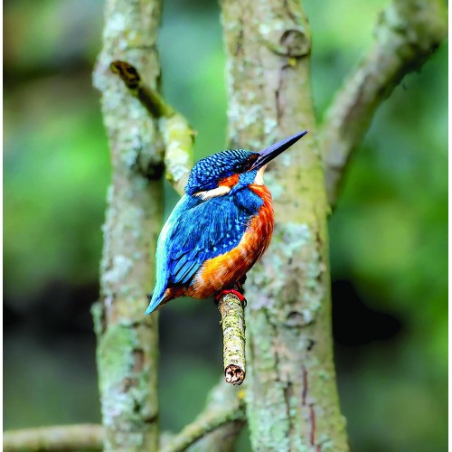 Kingfisher