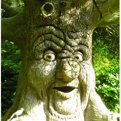 Tree Face