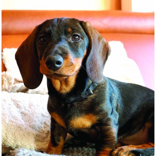 Dachshund