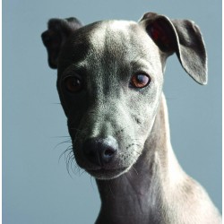 Greyhound